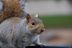A squirrel staring towards the camera