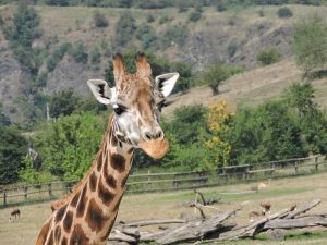 A Giraffe looking at the camera with a hill with scrub trees and bushes behind him