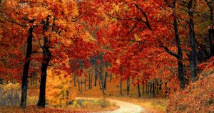 Path in the woods surrounded by red and orange fall colored leaves on trees