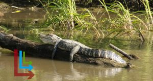 Alligator sunning on a log
