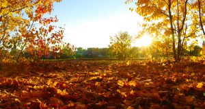 Pictures of Leaves turning colors and fallen with houses and blue sky in the distance