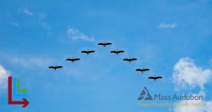 Birds flying in a V formation with the live long and learn logo in the bottom left corner and the Mass Audubon Joppa Flats Education Center logo in the lower right corner