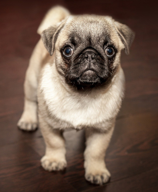 A puppy pug looking at the camera in a way that seems to indicate he wants a treat