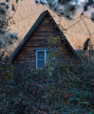 Top of a house peeking out from behind ivy and other green weeds