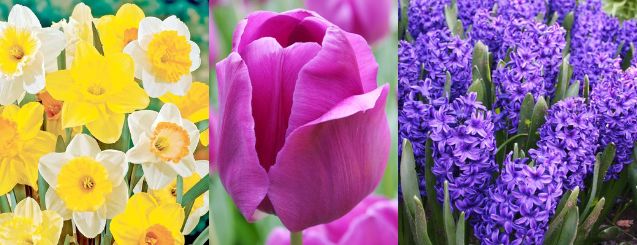 A bunch of yellow and white daffodils a light purple/pink tulip and purple hyacinths