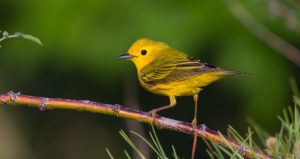 A small yellow bird perched on a thin branch on a green blurred out background