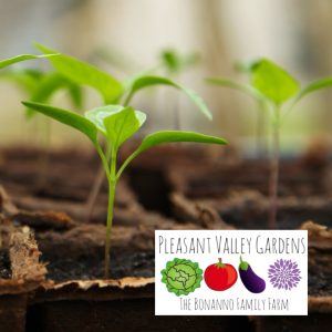 Green seedlings in brown soil with the Pleasant Valley Gardens logo below