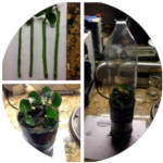 Collage of plants in pots