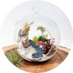 Terrarium in a round glass on a piece of wood