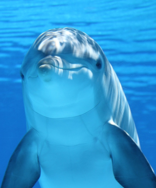 Dolphin underwater looking at camera with a hint of what seems like a smile