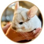 Small rodent being held by light skinned hands