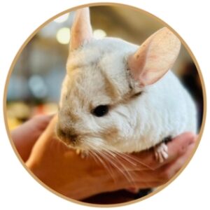 Small rodent being held by light skinned hands