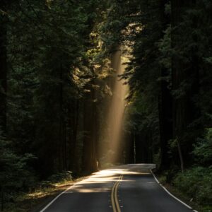 Road in dappled sunlight and surrounded by dark forest